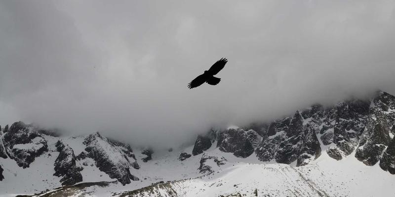 从威士忌到葡萄酒的品鉴智慧：解码金酒的植物学风味与配方奥秘