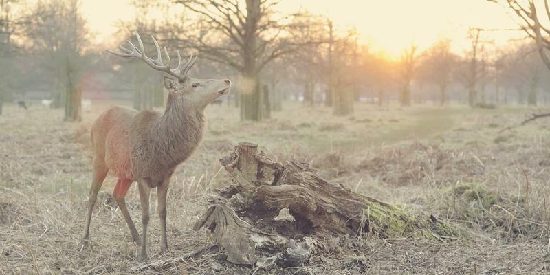 从葡萄到杜松子：探索金酒植物学奥秘，品味酒文化中的草本艺术